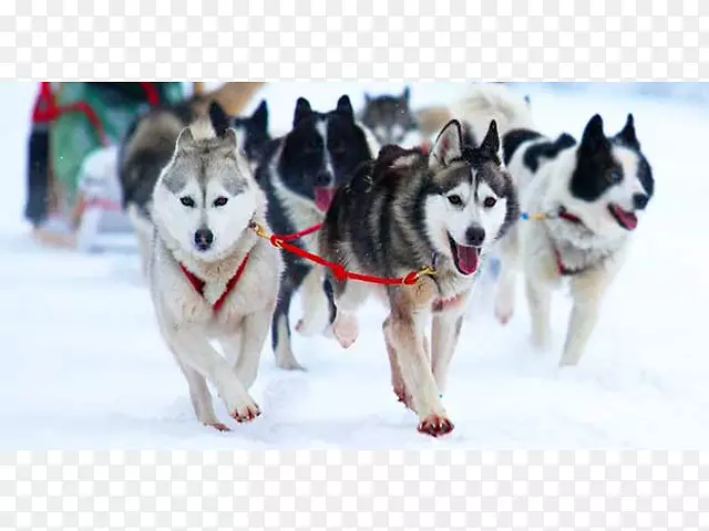 杰克逊湖畔萨默斯酒店冬季犬种群