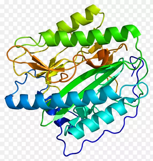 甲硫氨酰氨基肽酶蛋白酶-酶