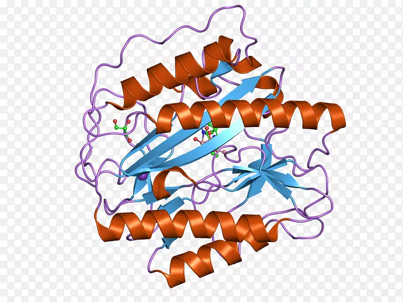 氨基肽酶Metap1蛋氨酸酶蛋白