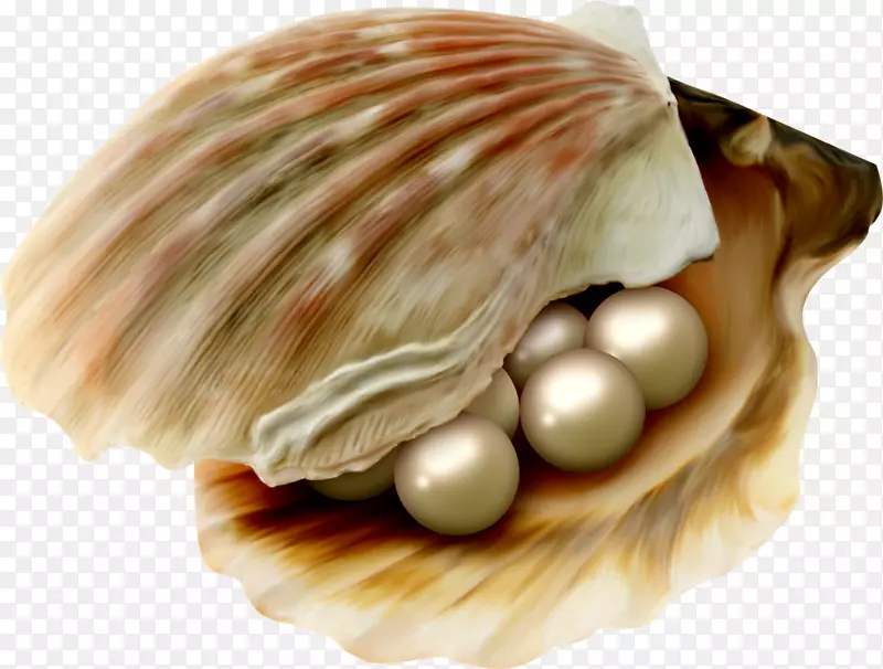 牡蛎珍珠科贝壳