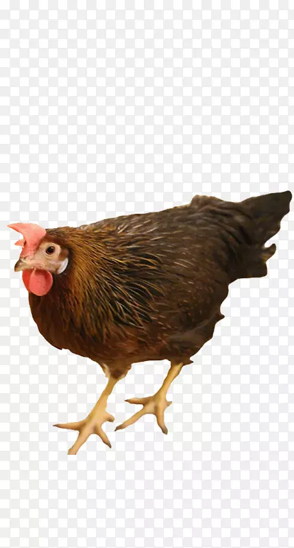 公鸡，莱恩鸡，苏塞克斯鸡笼，自由放养的鸡蛋-普利茅斯岩鸡