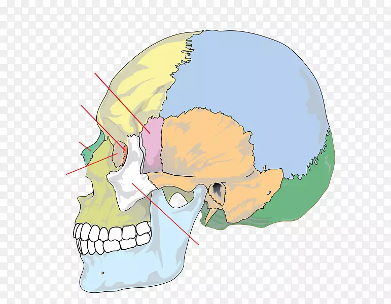 颅骨腭骨解剖人体骨骼-颅骨