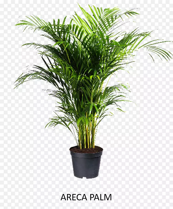 槟榔属植物groenrijk Rhapis exelsa