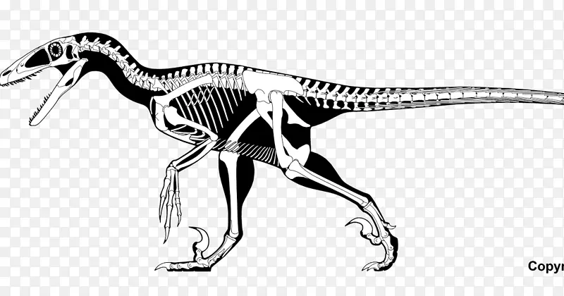 恐爪龙-恐龙