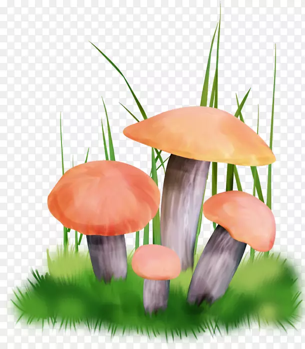 食用菌牛肝菌块菌-蘑菇