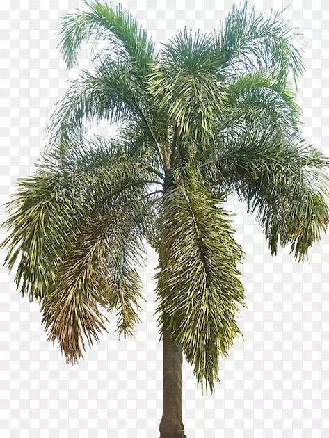 亚洲棕榈属(Palmyra Palm Wodyetia)槟榔科乔木(Babassu-hyophorbe Lagenicaulis)