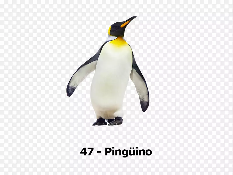 南极帝企鹅王企鹅摄影-企鹅