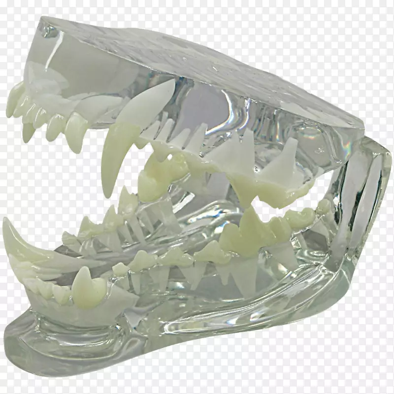 颌骨犬解剖犬牙犬