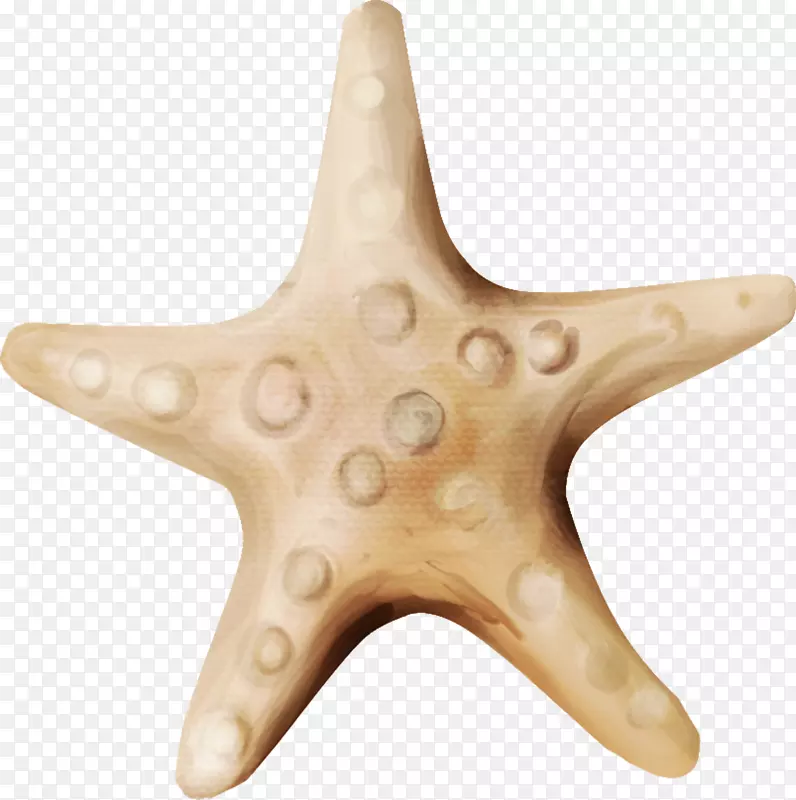 海星棘皮动物木材/米/083vt-海星