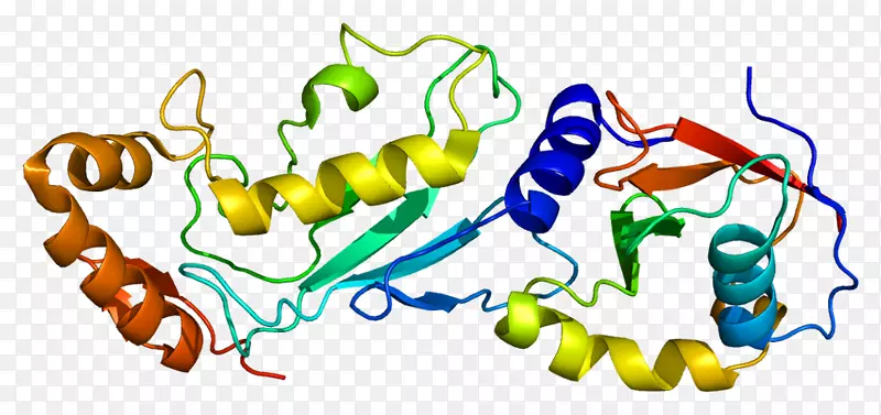 ube2m蛋白copine泛素结合酶NEDD 8