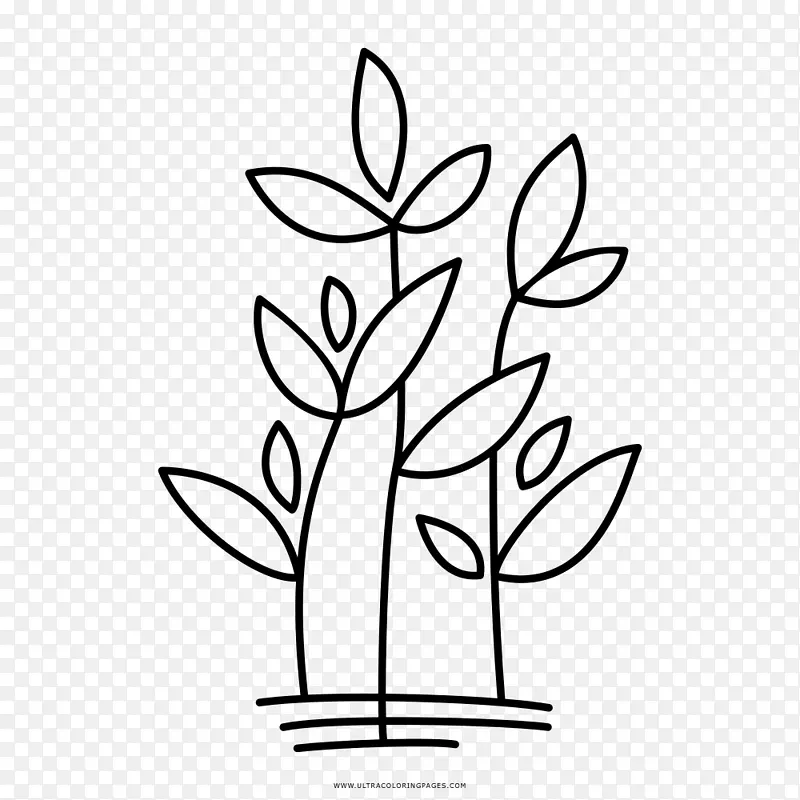 白山长老会植物画着色书植物区系