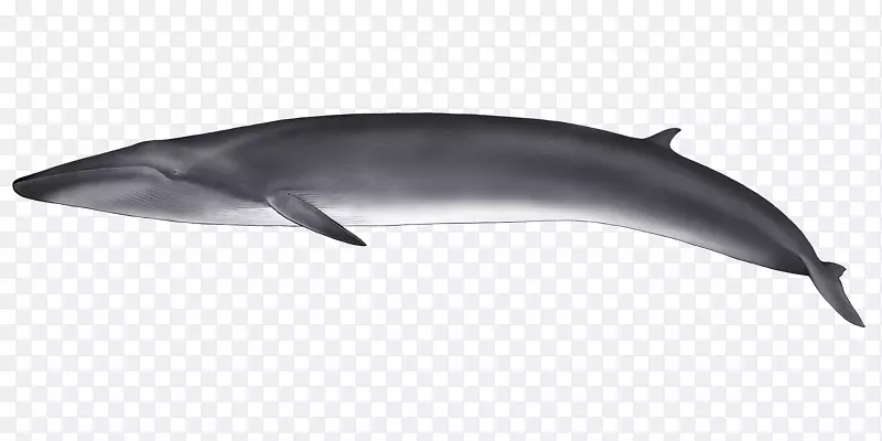普通宽吻海豚图库溪短喙普通海豚粗齿海豚白嘴海豚