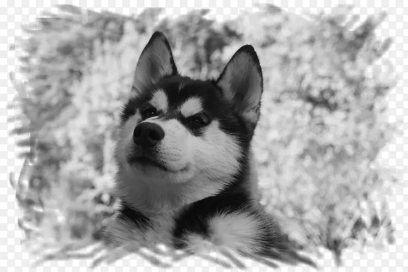 微型西伯利亚哈士奇萨哈林哈士奇加拿大爱斯基摩犬阿拉斯加马拉默特-小狗