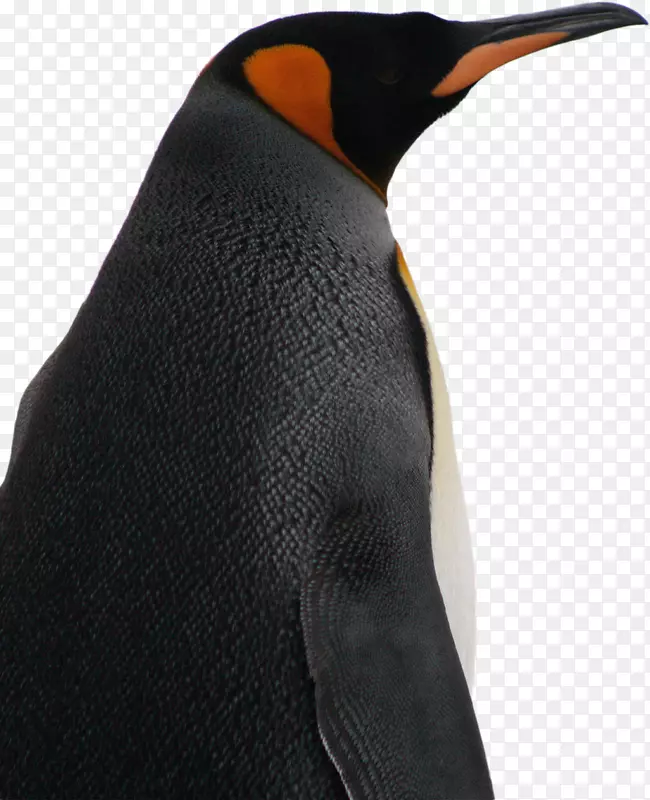 帝企鹅鸟种Parque pingüino Rey-企鹅