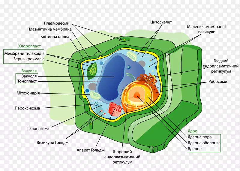 植物细胞壁细胞器-植物