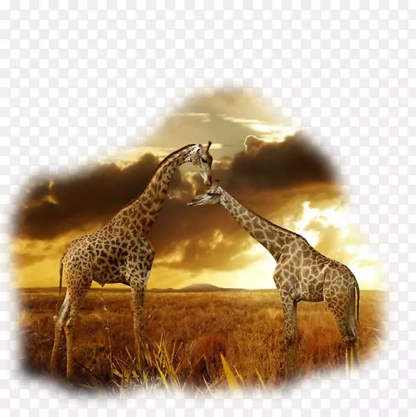 野生动物摄影，非洲大草原，北长颈鹿，茶树，桌面壁纸，动物夫妇