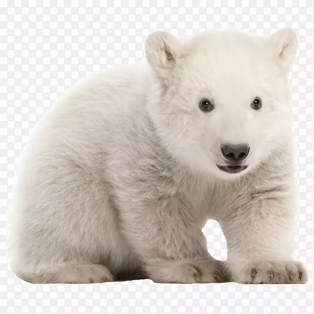 北极熊摄影-动物园
