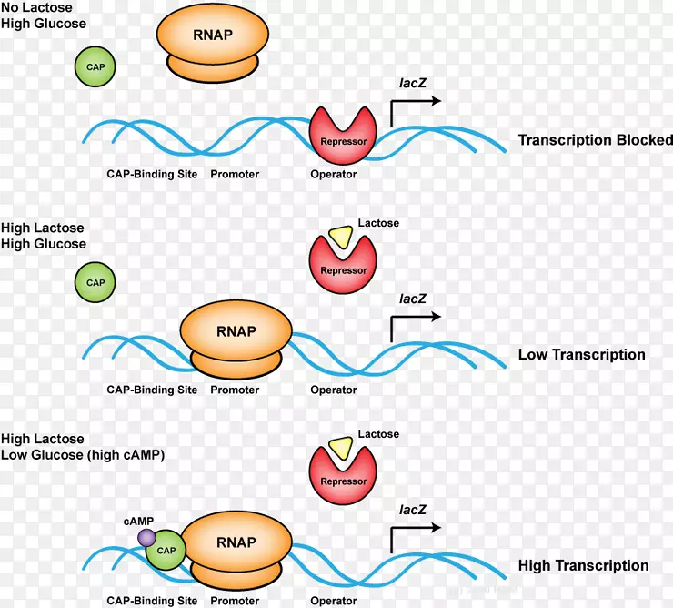 核苷酸转录dna复制RNA原核生物大核糖体亚基