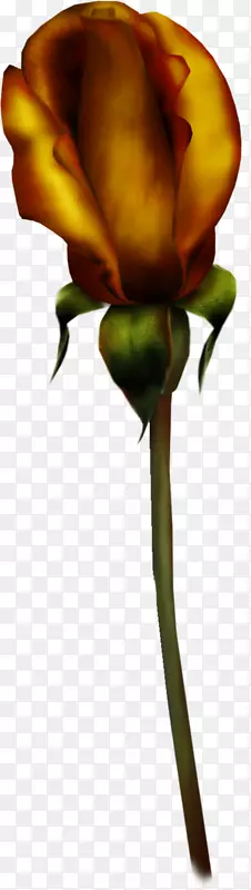 花园玫瑰花瓣切花玫瑰