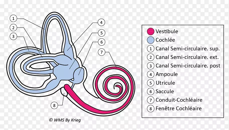 耳蜗前庭迷路膜解剖-耳