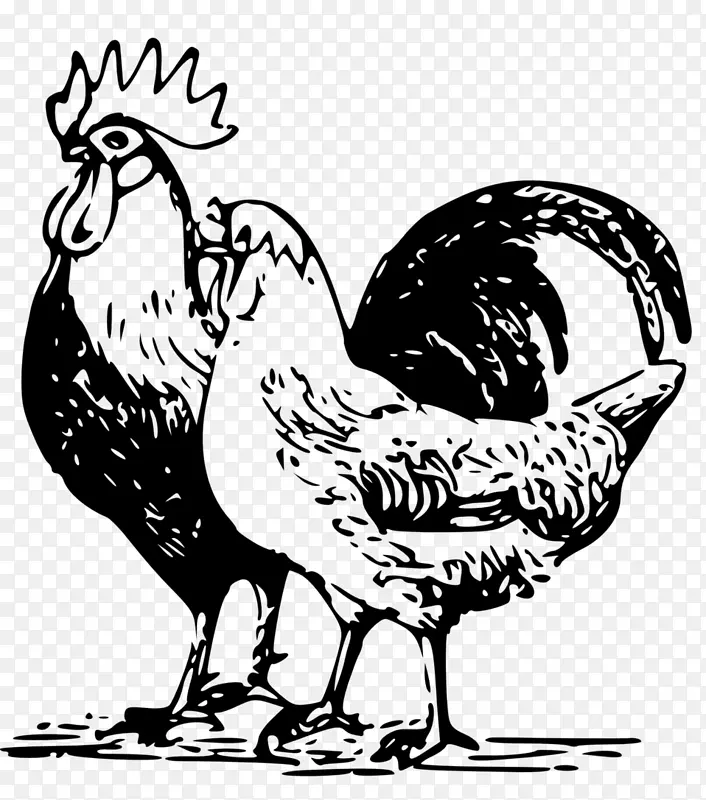 家禽养殖鸡-鸡