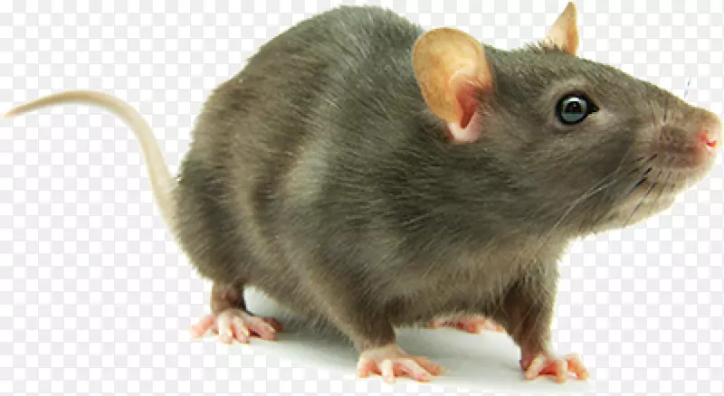 褐鼠实验大鼠蟑螂-小鼠