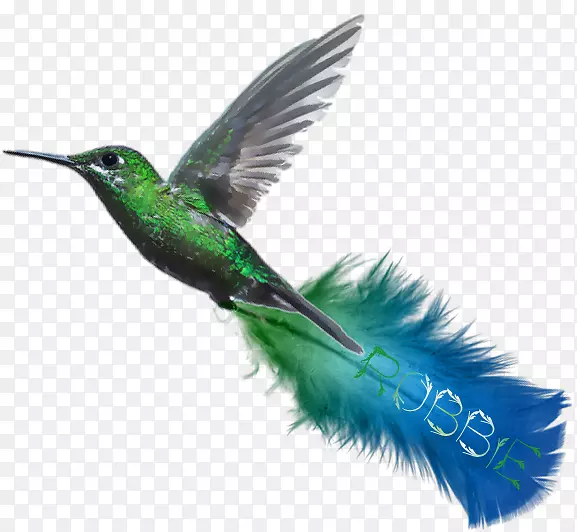 蜂鸟绿松石喙蓝绿色翅膀羽毛