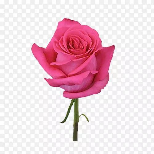 粉红色的花，玫瑰的衣服，颜色-玫瑰