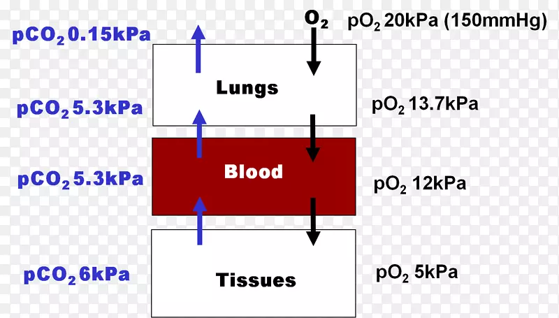血红蛋白分子结合细胞呼吸蛋白肺蛋白