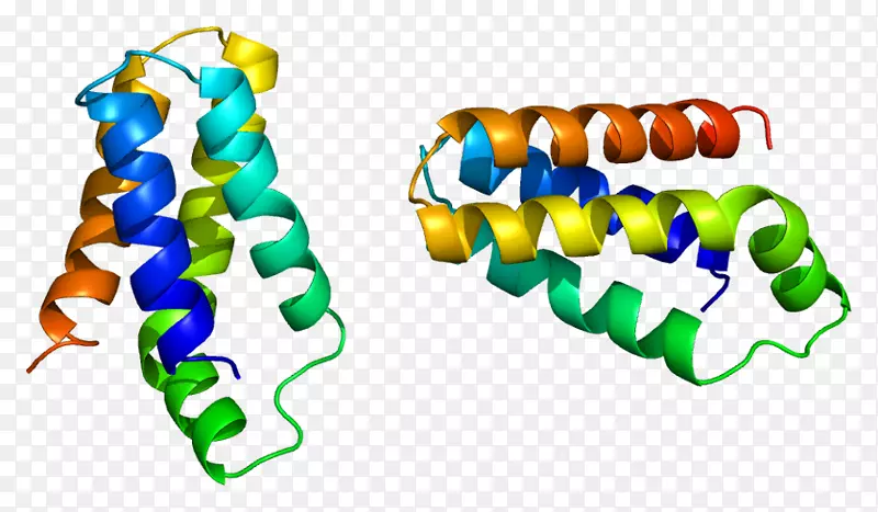 mTORC 1蛋白西罗莫司翻译蛋白