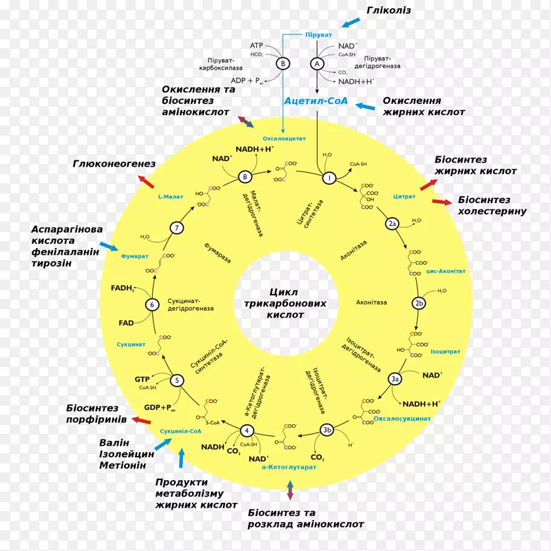 柠檬酸循环代谢生化细胞生物学