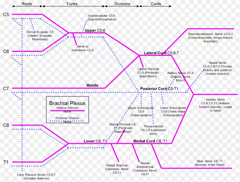 臂丛肌臂丛神经支配-神经支配