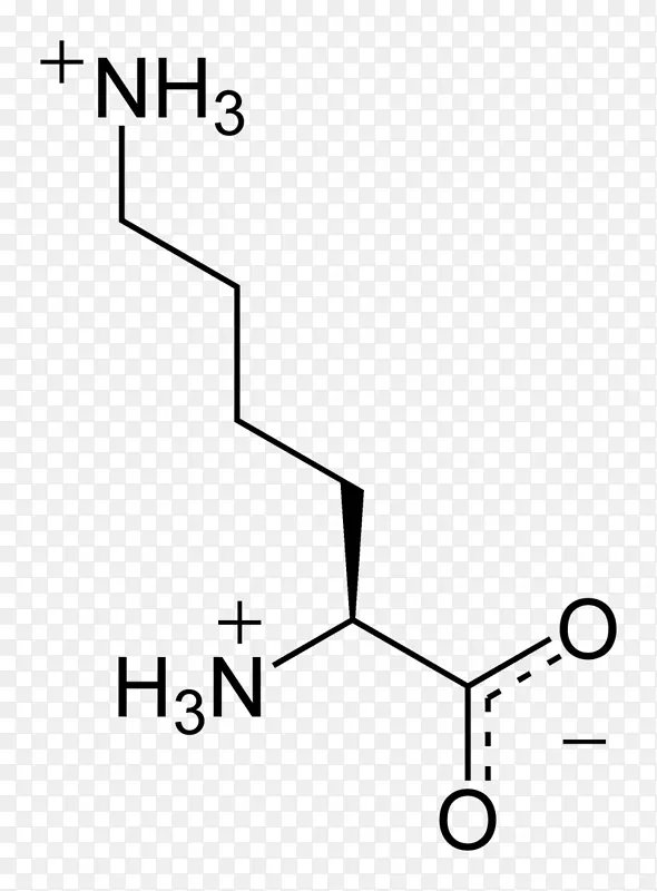 核酸单体氨基酸核苷酸