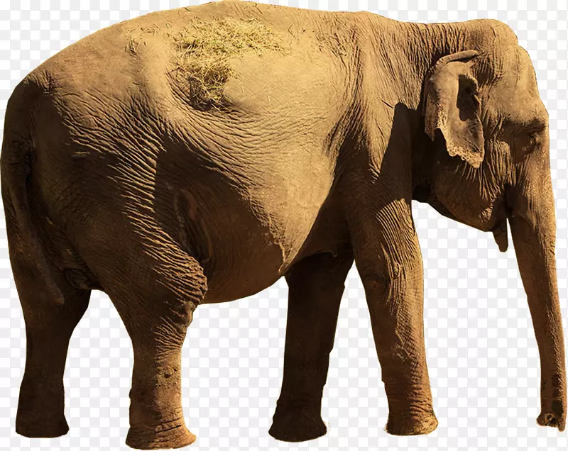 印度象非洲象牙野生动物-印度