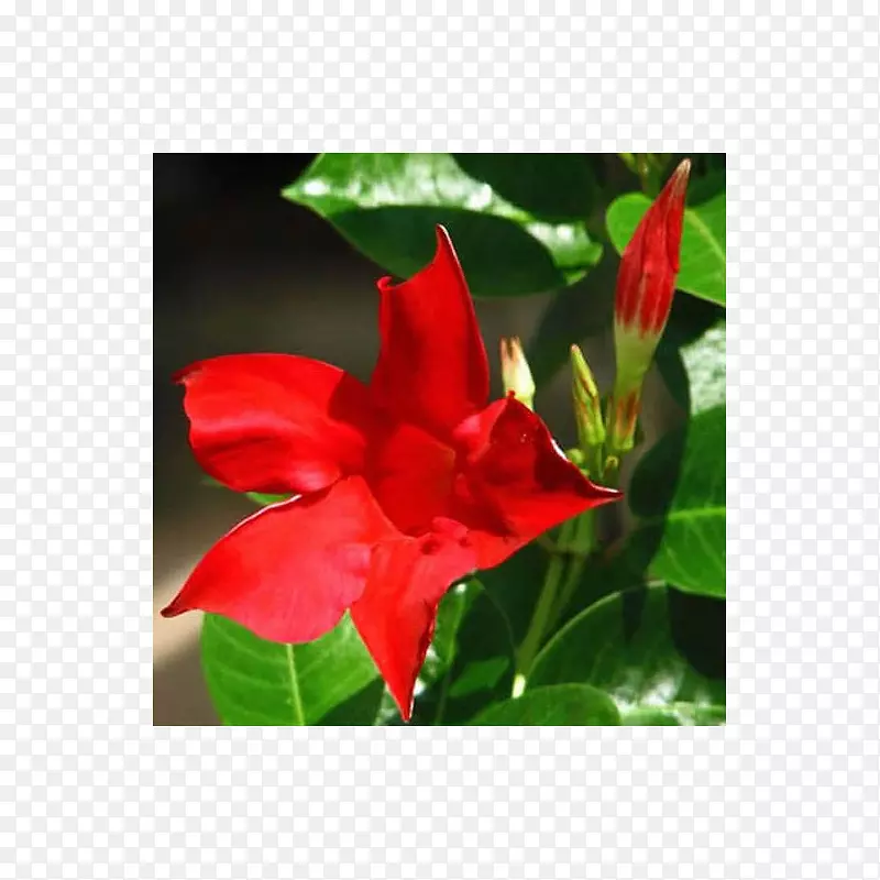 巴西茉莉花红植物茎开花植物