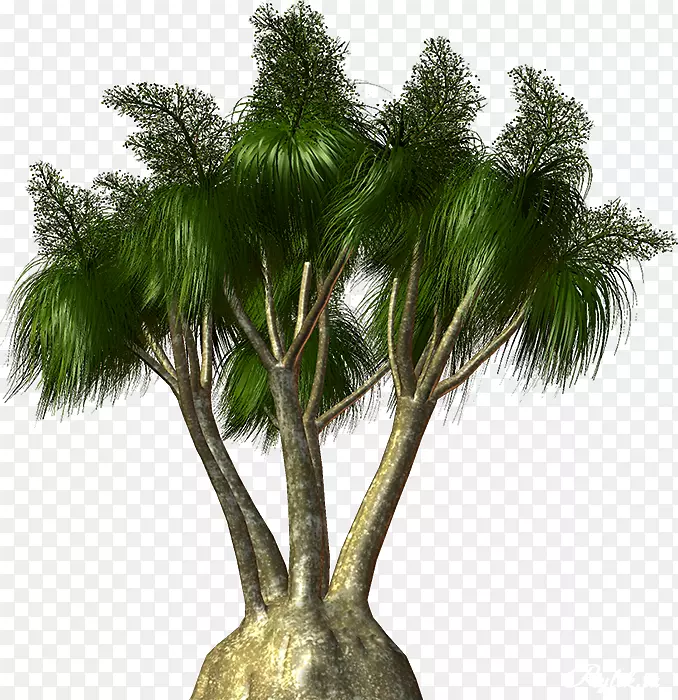 亚洲棕榈、槟榔科木本植物