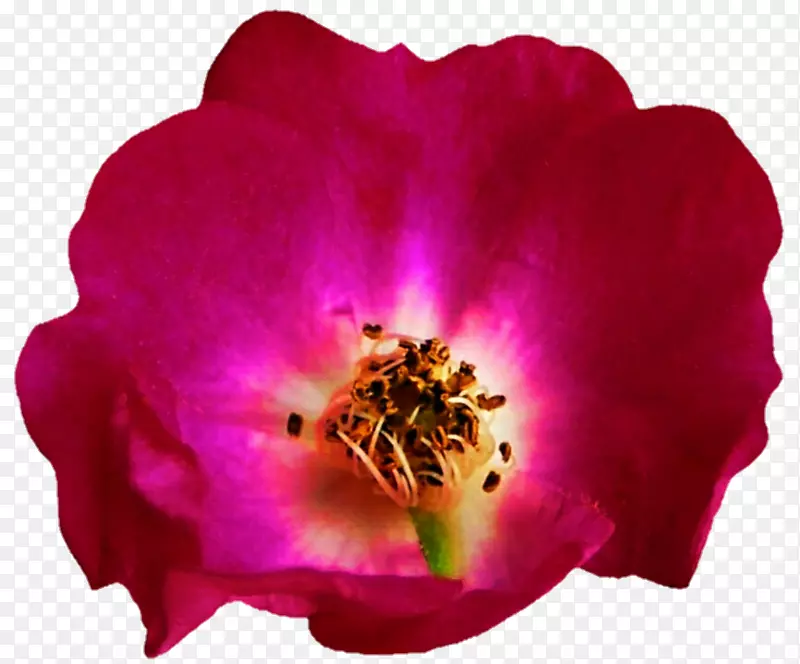 粉红色m一年生草本植物-山茱萸花