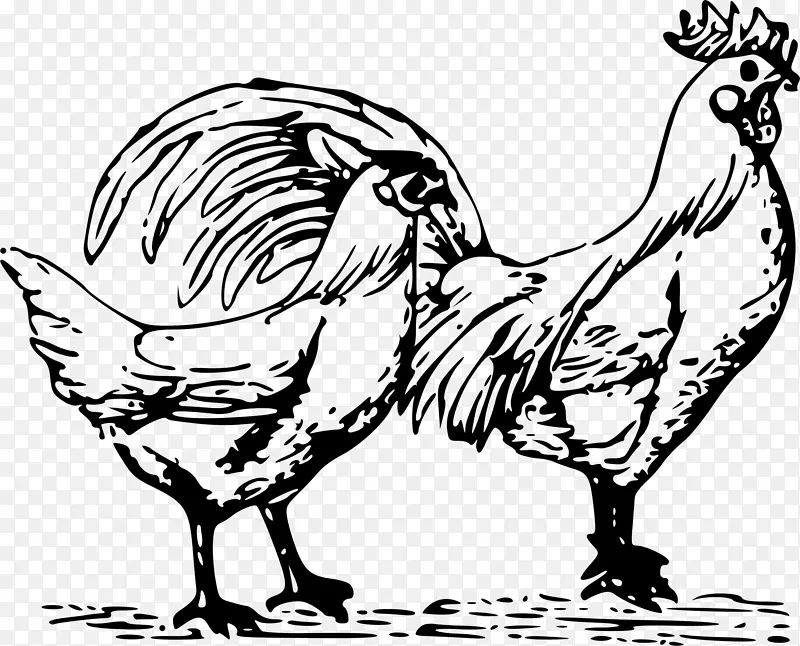 鸡画夹艺术-鸡