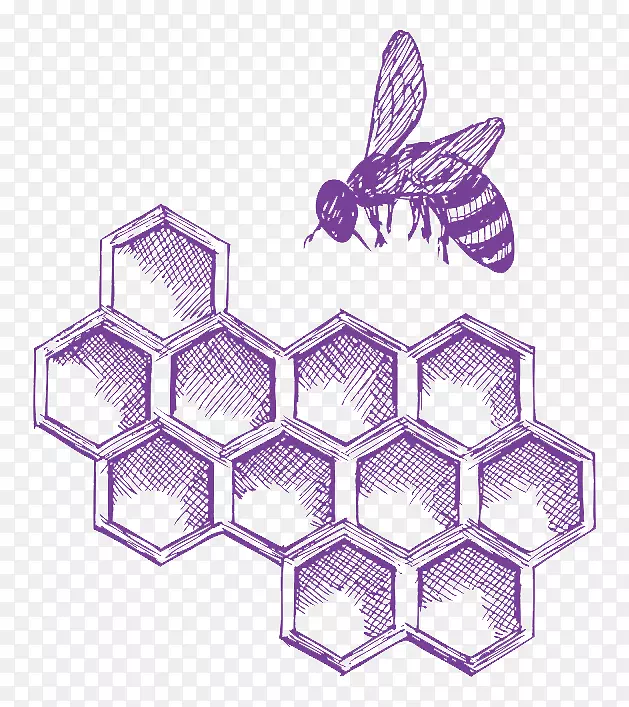 西方蜜蜂虫蜂巢-蜜蜂