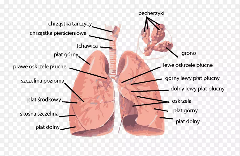 肺分离、呼吸道、呼吸系统解剖-心脏