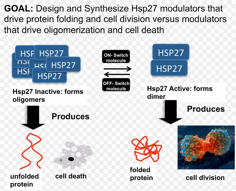 Hsp 27低聚物化学二聚体四聚体