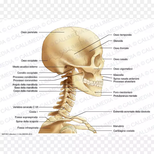 头骨解剖-360度