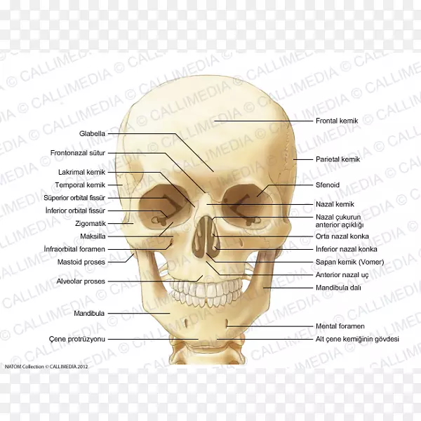 人颅骨、耳、蝶骨解剖-耳