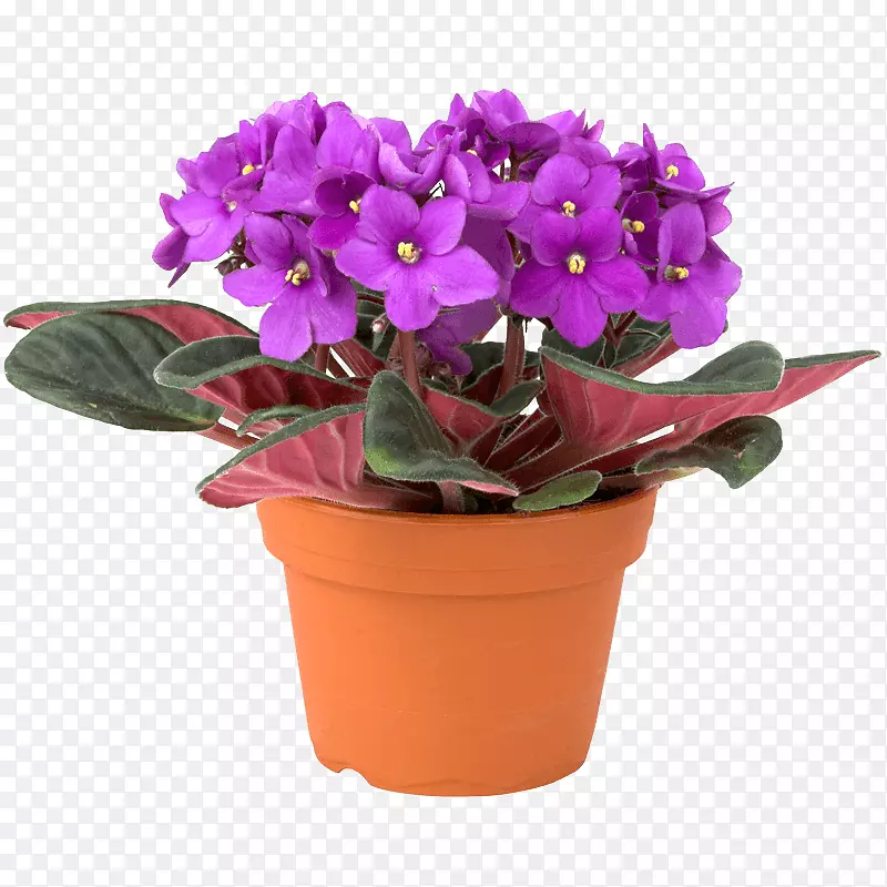 非洲紫罗兰室内植物繁殖.紫罗兰