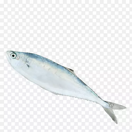 沙丁鱼产品鲭鱼油鱼09777-鱼