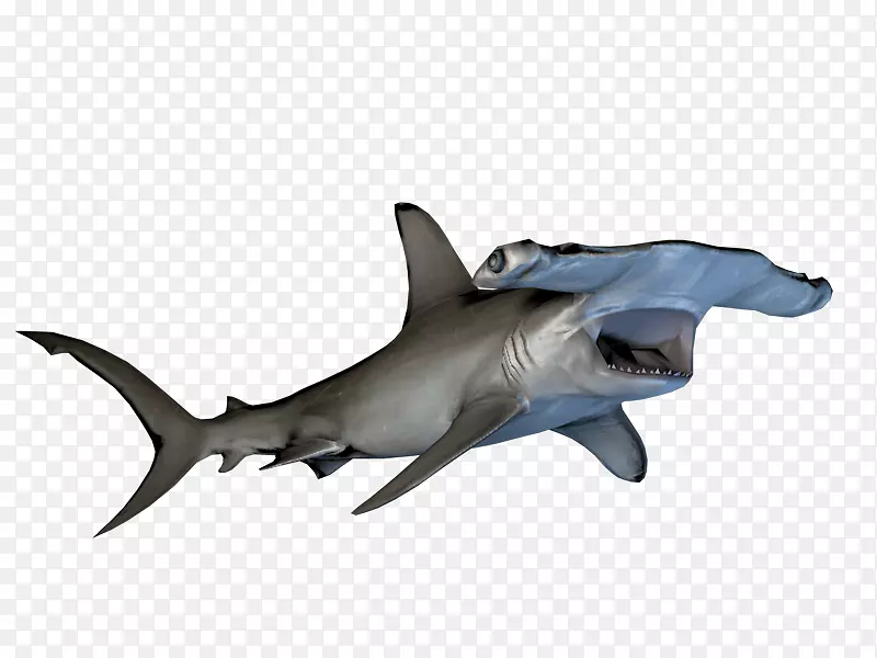 锤头鲨安魂曲鲨鱼YouTube游戏玩家-鲨鱼