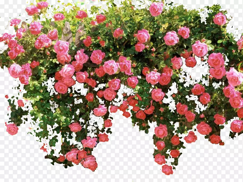 花园玫瑰，纪念玫瑰花，灌木，粉红色花