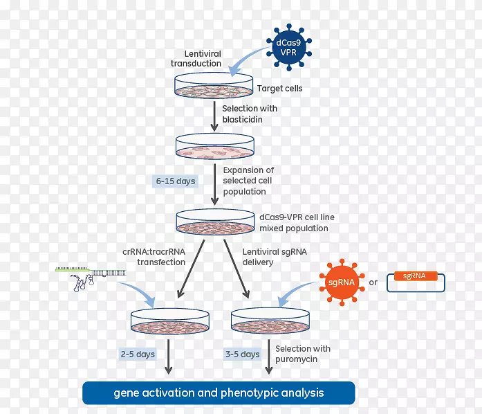 慢病毒crispr dcs 9激活系统引导rna-反式激活crrna