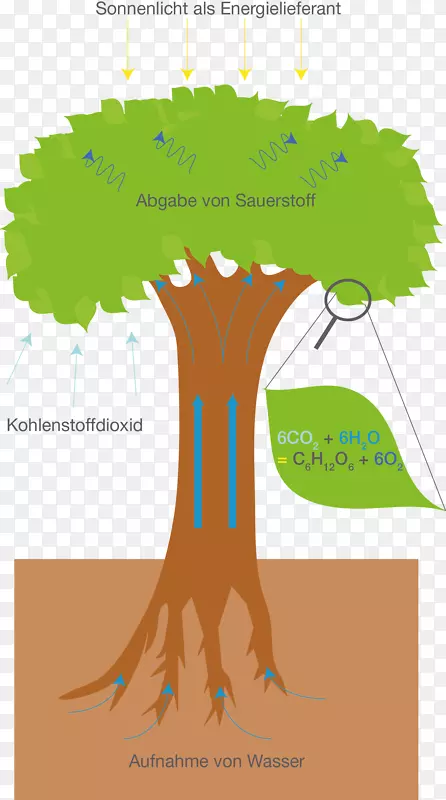 树木光合作用细胞呼吸代谢呼吸树