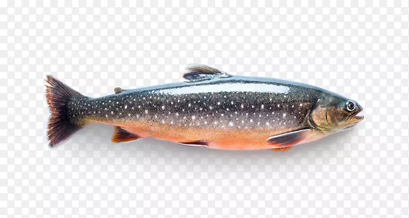 沙丁鱼鲑鱼产品鳟鱼